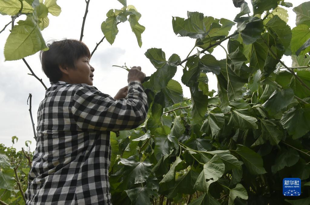 游戏厅捕鱼机